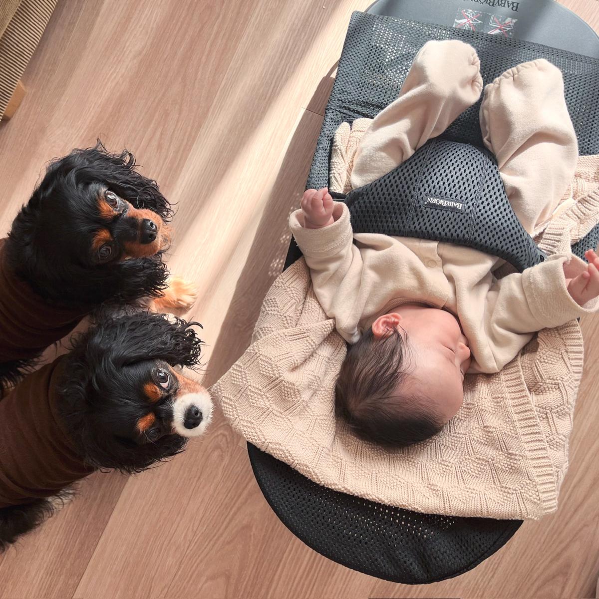 Two dogs with black and brown fur look up at a baby lying in a bouncer on a wooden floor.