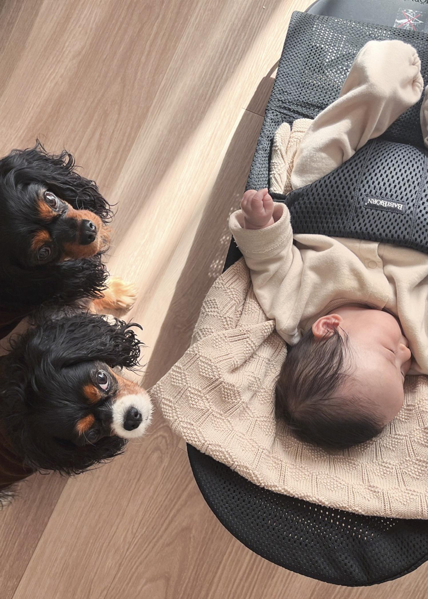 Two dogs with black and brown fur look up at a baby lying in a bouncer on a wooden floor.