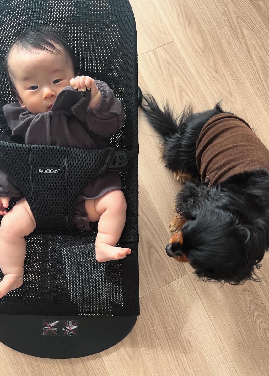 A baby in a bouncer wearing a dark outfit, next to a small black and brown dog on a wooden floor.